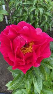 IMG_9834.jpeg