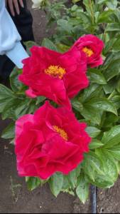 IMG_9835.jpeg