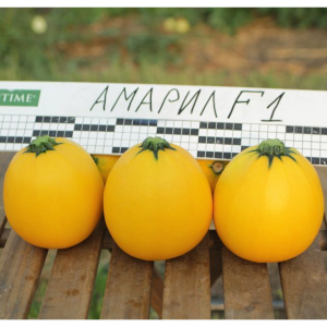 Kabachok-Amaril-F1.thumb.png.84a417bf7858f80735b1140e25338c04.png