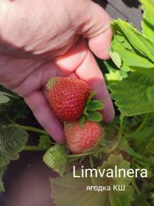 Limvalnera1.jpg