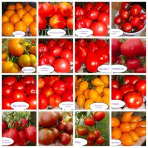 PhotoCollage_1759467025978.jpg