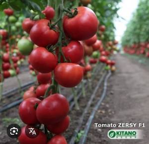 Screenshot_2025-10-02-08-14-41-132_com.android.chrome.thumb.jpg.a16eb22031de60f8ca9619785829d062.jpg
