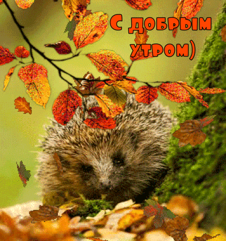 dobrogoutra_ru_13169.gif