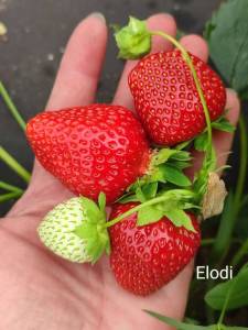 elodi.thumb.jpg.92c8dd5ff6c410d2f462da3bcd3c7542.jpg