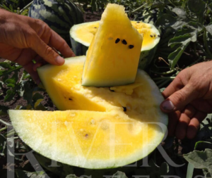 image.thumb.png.03652d70a1b4ca7b1c664d347f925df6.png
