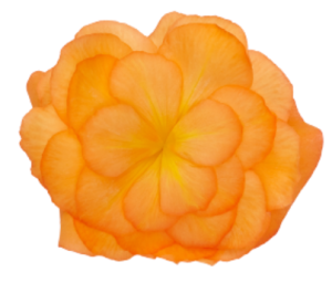 image.thumb.png.078bc504b43fd0f2dc00b3b303c877e8.png