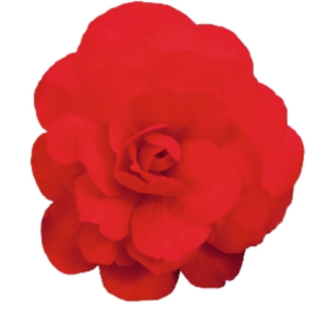 image.thumb.png.1adbac6dc5eb7c11dc54216b8b73820c.png