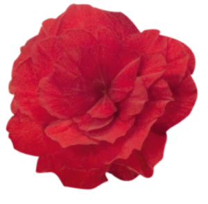 image.thumb.png.5659778ae588384aa411b536fcb39e39.png