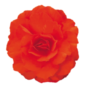 image.thumb.png.7bca7820ed883cdae2be5cac26c76b2f.png