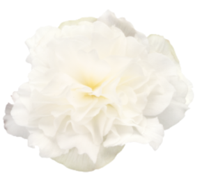 image.thumb.png.8fc7b1271e29cf5686843deb270f5913.png