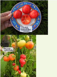 image.thumb.png.909322834afb5577c3ee428632bc17f6.png