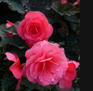 image.thumb.png.9181ec1e73c455df3cd4dfa0e69d369a.png
