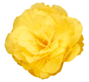 image.thumb.png.953bad4947ffe96a0889b43cc074b684.png