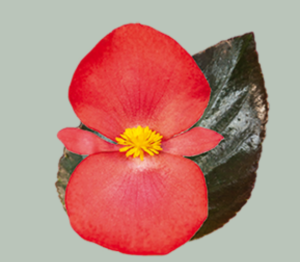 image.thumb.png.b92337da102421181238cacfe06bd977.png