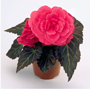 image.thumb.png.fc08a9b33cdcc430a3887ebc52e12450.png