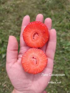 lia.thumb.jpg.cad6d2a3efa0fd27d0de9a0a396d6724.jpg