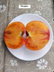 Мадрид 6.08.2025 разрез.jpg