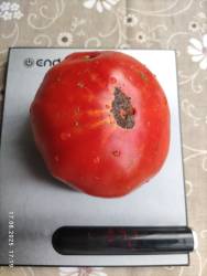 Полунница Алтайская 17.08.2025 вес.jpg