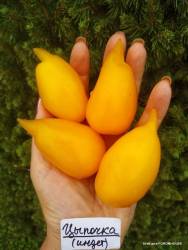 Цыпочка 3.jpg