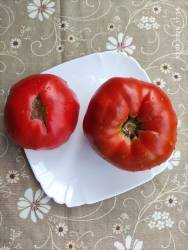 Полунница Алтайская 17.08.2025.jpg