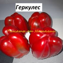 Геркулес (13)11.jpg