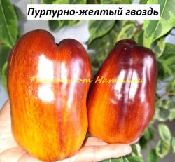 Пурпурно-желтый гвоздь (11)11.jpg