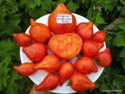 Сладкая карамель Софии.jpg