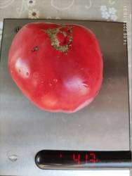 Алый Парус 14.08.2025 вес.jpg