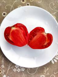 Джован 19.08.2025 рарез.jpg