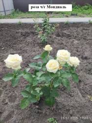 Мондиаль 25.07.2025.jpg