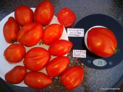 Итальянский жеребец красный 3.jpg