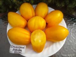 Итальянский жеребец желтый.jpg