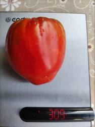 Назаре 18.08.2025 вес.jpg