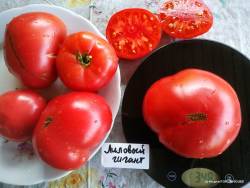 Лиловый гигант.jpg