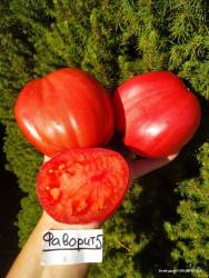 Фаворит 5 (Faworyt 5, Польша) (3).jpg