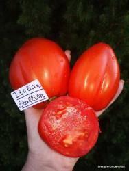 Итальянский жеребец красный 2.jpg