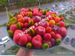 C_IMG_20251002_174752.jpg