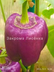 C_IMG_20251003_152530.jpg
