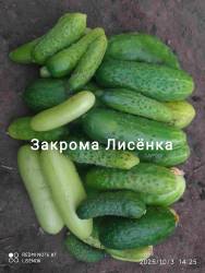 C_IMG_20251003_152609.jpg