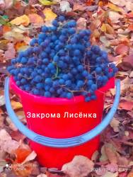 C_IMG_20251003_154749.jpg