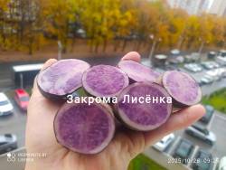 C_IMG_20251026_093815.jpg