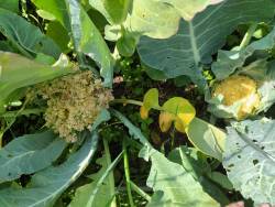 Цветная капуста Симпати (слева) и Флейм стар (справа)