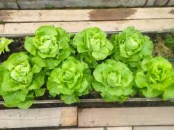 Салат кочанный