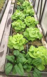 Салат кочанный