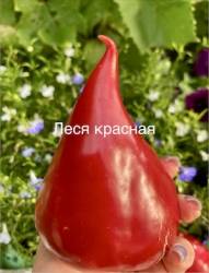 IMG_5478.jpeg