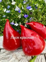 IMG_5479.jpeg