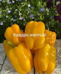 IMG_5481.jpeg