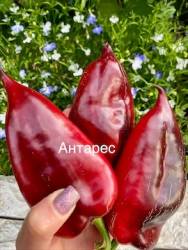 IMG_5483.jpeg