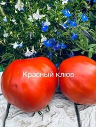 IMG_5917.jpeg