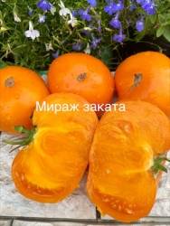 IMG_5966.jpeg
